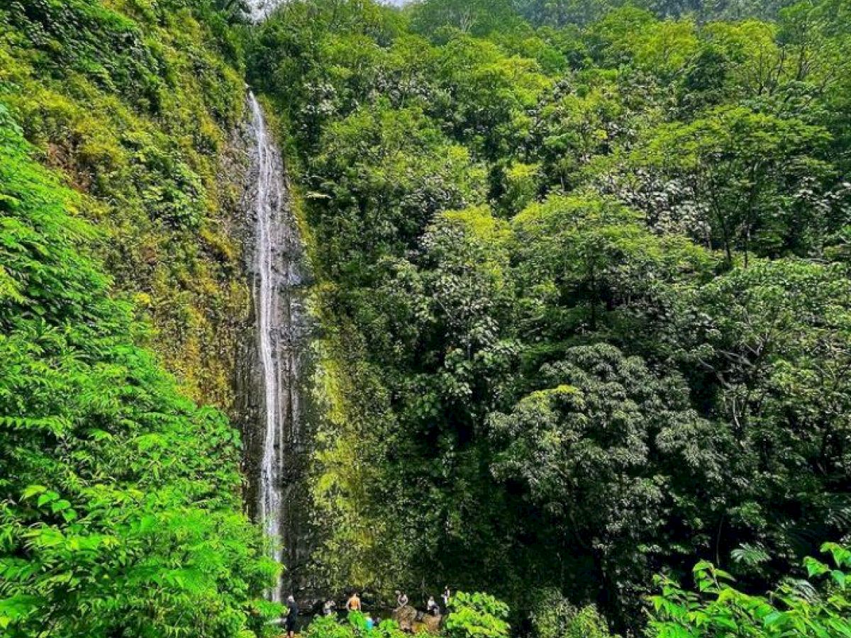 waterfall hike excursion manoa falls trail