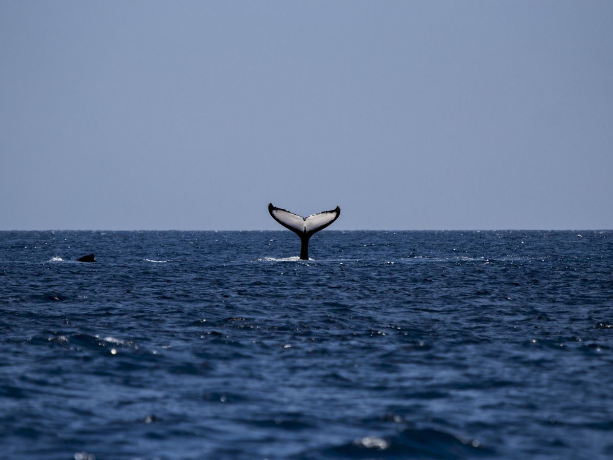 whale flipping tail at whale watching event