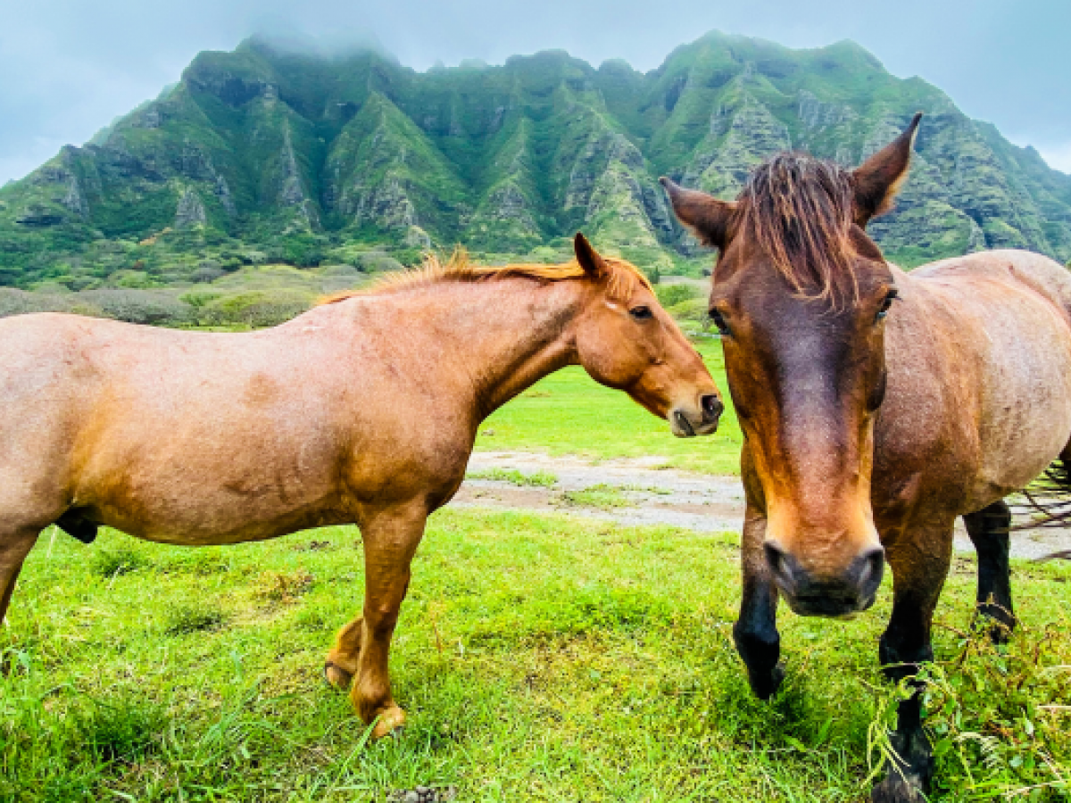 Hawaiian horseback rides from hotel